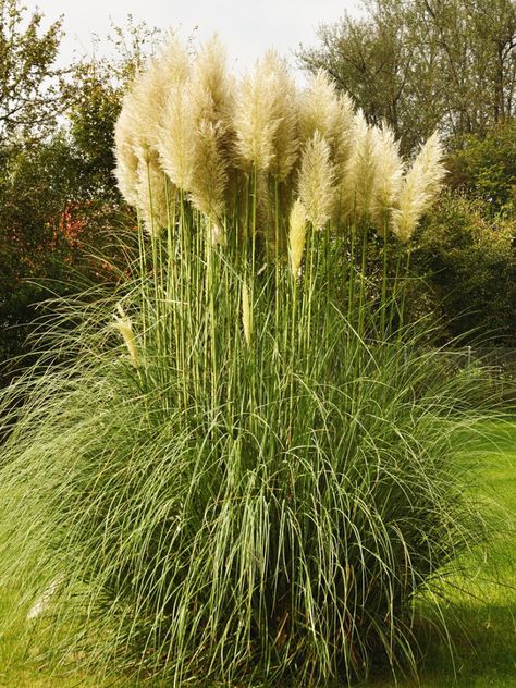 Moving Pampas Grass: When Should I Transplant Pampas Grass Plants Pampas Grass Garden, Grass Garden Ideas, Blue Passion Flower, Fall Color Trees, Grass Plants, Brick Patterns Patio, Grass Garden, Lost Garden, Potager Garden