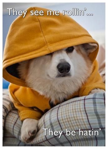 Cool dude corgi Corgi Meme, Corgi Quotes, Welsh Corgi Cardigan, Corgi Cartoon, Corgi Cute, Dogs Halloween, Funny Corgi, Corgi Mom, Corgi Dogs