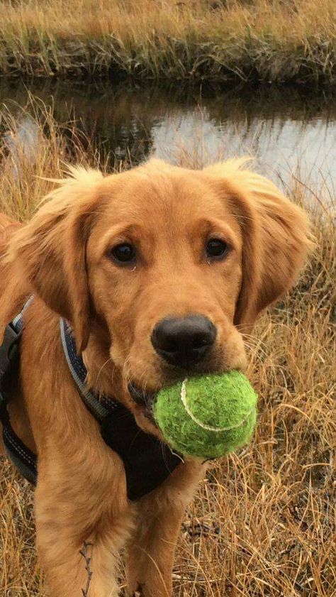 Dark Golden Retriever, Golden Retriever Rescue, Puppy Obedience Training, Positive Dog Training, Golden Retriever Mix, Best Dog Training, Sporting Dogs, Retriever Puppy, Dogs Golden Retriever