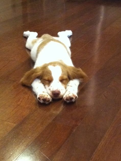 My Brittany, Duke. Brittany Puppy, Brittney Spaniel, Brittany Spaniel Puppies, Brittany Puppies, French Brittany, Brittany Spaniel Dogs, Long Dog, Brittany Spaniel, Spaniel Puppies