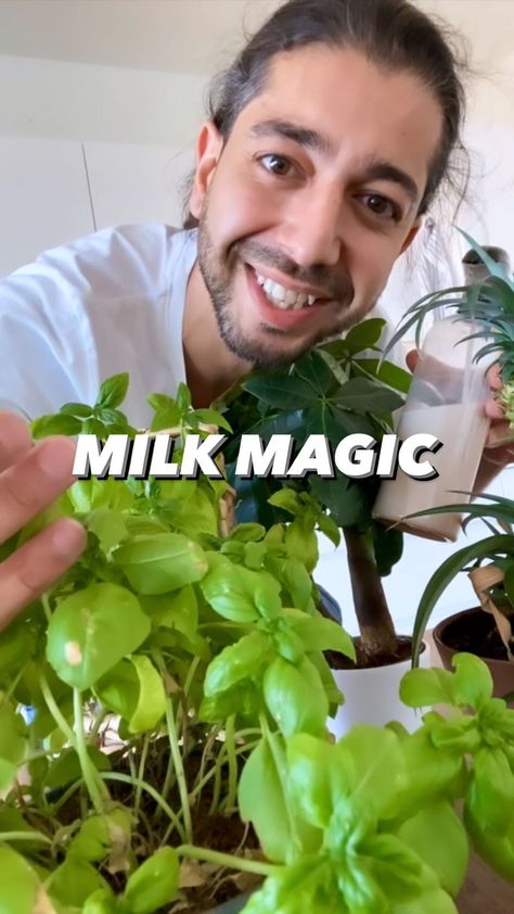 Milk On Plants, Milk For Plants, Natural Fertilizer For Plants, Diy Plant Food Houseplant, Plant Tricks, Plant Food Diy, January Garden, Growing Hacks, Plant Remedies