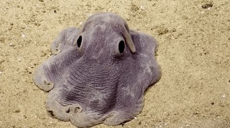 Researchers Come Across A Little Sea Creature Who Looks Like A Real-Life Cartoon Dumbo Octopus, Creature Marine, Fauna Marina, Cute Octopus, Deep Sea Creatures, Beautiful Sea Creatures, Underwater Creatures, Marine Animals, Ocean Creatures