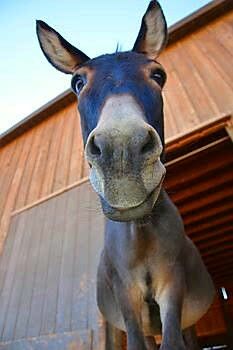 Mini Donkey, Cute Donkey, Farm Sanctuary, Being Human, Vegan Living, The Animals, Animal Photo, Zebras, Beautiful Horses