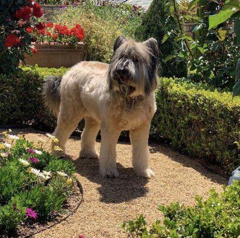 French Shepherd, Briard Dog, Long Shaggy, The Letter B, Herding Dogs, Companion Dog, The Loyal, American Kennel Club, Guard Dogs