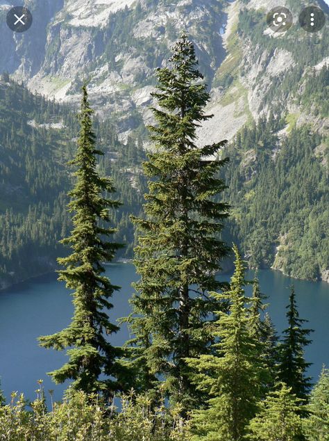 Mountain Plants, Mountain Ecosystem, Mountain Trees, Fir Trees, Flora Fauna, Fir Tree, All About Plants, Ecosystem, In The Mountains