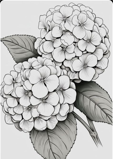 Hydrengas Tattoos, Hydrangeas Drawing, Hortensia Flower Drawing, Hydrangeas Tattoo, Flower Drawing Hydrangea, Hydrangea Bush Drawing, Hydrangea Line Drawing, Draw Hydrangea, Hydrangea Sketch