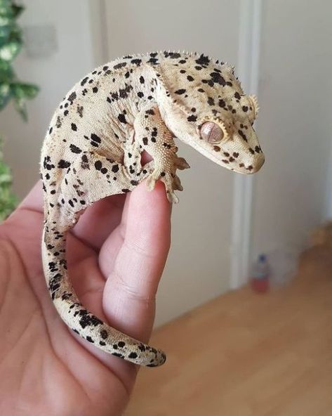 Leopard Gecko Funny, Crested Gecko Morphs, Crested Gecko Care, Leopard Gecko Habitat, Funny Animal Pics, Gecko Habitat, Gargoyle Gecko, Cute Gecko, Cute Lizard