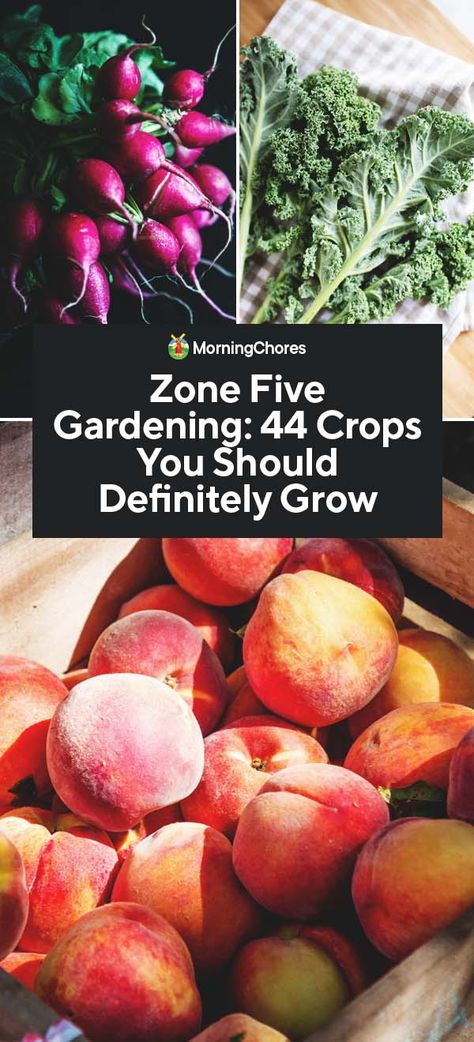 Zone Five Gardening: 44 Crops You Can Grow Illinois Garden Ideas, Crop Rotation Charts Vegetable Garden, Plants For Zone 5, Zone 5 Gardening, Vegan Homestead, Gardening In Colorado, Zone 5 Garden, Wisconsin Gardening, Midwest Farmhouse