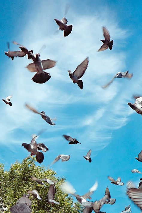 A group of pigeons scattering and fleeing a crazy man with a camera. Pigeons Flying Aesthetic, Group Of Birds, Pegion Bird Aesthetic, Pigeons In Flight, Pigeons Aesthetic, Pigeon Flying, Birds Aesthetic, High Flying Pigeons, Flying Pigeon