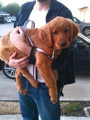 Dark Golden Retriever Puppy, Dark Red Golden Retriever Puppy, Red Golden Retriever Aesthetic, Golden Retriever Dark Red, Red Retriever Puppy, Red Golden Retrievers, Red Golden Retriever Puppy, Dark Golden Retriever, Red Retriever