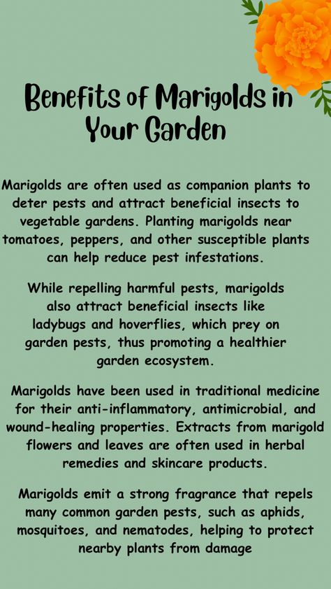 Marigold In Garden Pest Control, How To Harvest Marigold Seeds, Marigold Care Tips, Marigold Planter Ideas, Marigold Uses, Marigold Flower Garden, Garden Ecosystem, Marigold Garden, Marigolds In Garden