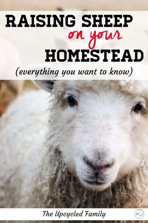 Are you a homesteader, hobby farmer or trying to be more self-reliant and looking for what animals to raise for your situation. I am sharing the amazing reason to consider raising sheep on your homestead. #raisingsheep#forbeginners#formeat#forwool#formilk#homestead#theupcycledfamily Sheep Water Trough, Raising Sheep For Meat, Raising Sheep For Beginners, Sheep House Ideas, Sheep Farming Ideas, Raising Lambs, Homestead Sheep, Sheep Shelter, Raising Sheep