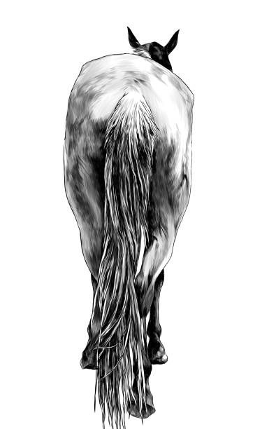 Head Sketches, Horse Dance, Horse Rearing, Back Of Head, Thoroughbred Horse Racing, Dane Dog, Horse Silhouette, Great Dane Dogs, Animal Icon