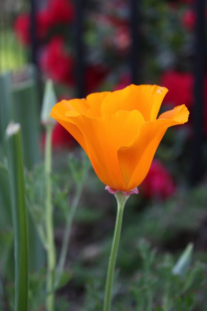 California Golden Poppy, Golden Poppies, Poppy Photography, Golden Poppy, Poppy Photo, State Flowers, Poppy Drawing, California Poppies, Illumination Art