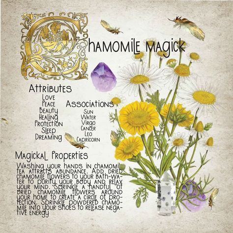 Chamomile Meaning, Chamomile Properties Magic, Herbal Correspondences, Chamomile In Witchcraft, Witches Herbs, Chamomile Correspondences, Crystal Astrology, Witchy Plants, Plant Magick