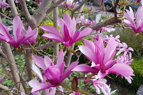 Magnolia 'Susan' Magnolia Susan, Courtyard Plants, Spanish Bluebells, Flowering Cherry Tree, Magnolia Tree, Specimen Trees, Plant Problems, Perennial Shrubs, Magnolia Trees