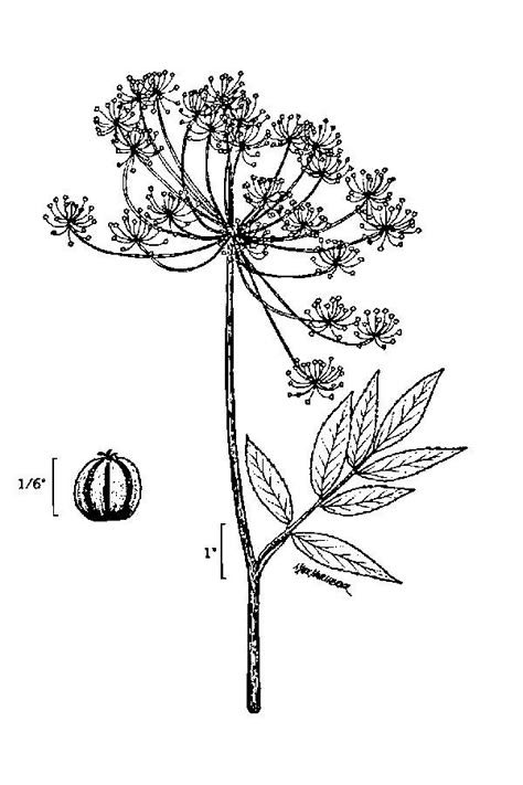 Botanical Illustration Tattoo, Water Hemlock, Scientific Drawing, Herb Art, Plant Tattoo, Original Tattoos, Fancy Art, Botanical Tattoo, Tattoo Portfolio