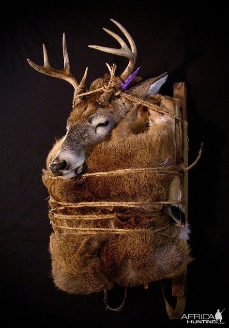 Deer Backpack Mounts Taxidermy | AfricaHunting.com European Mount Ideas, Deer Mount Ideas, Deer Hunting Decor, Deer Skull Mount, Taxidermy Deer, Taxidermy Decor, Deer Antler Decor, European Mount, Taxidermy Display