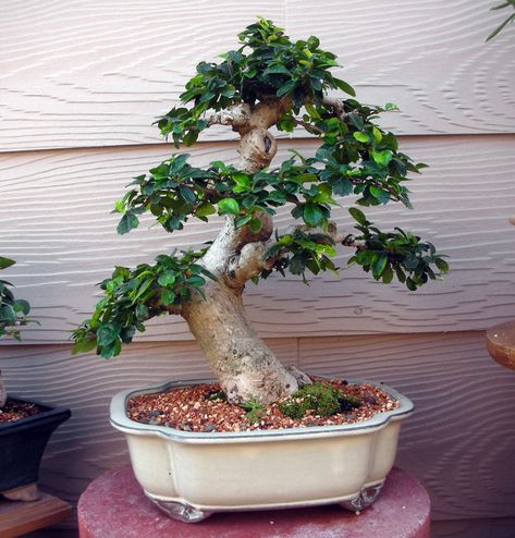 Crape Myrtle Bonsai, Fukien Tea Bonsai, Bonsai Fruit Tree, Japanese Bonsai Tree, Bonsai Techniques, Bonsai Styles, Mini Bonsai, Japanese Bonsai, Indoor Bonsai