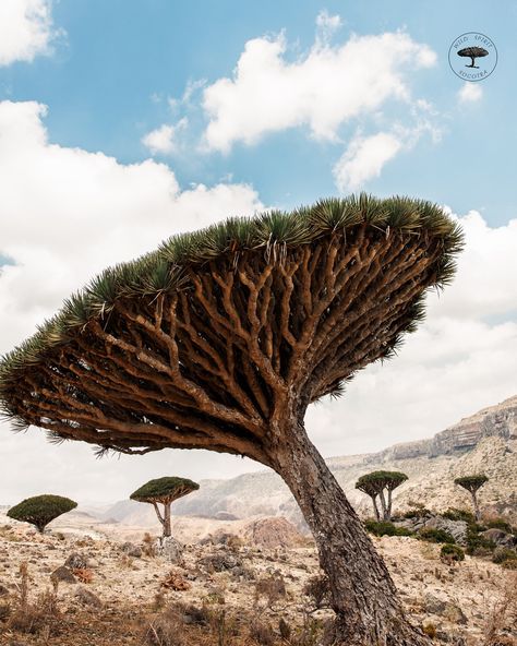 Why Are Dragon Blood Trees Called «Dragon Trees»? 🤔 The Dragon Blood Tree (Dracaena cinnabari) is one of the most unique and mythical plants in the world, found mainly on the island of Socotra. Its striking umbrella-like shape and ancient origins make it stand out, but what truly sets it apart is the legend behind its name. According to local folklore, these trees are called «dragon trees» because of the dark red sap they produce, known as «dragon’s blood.» Ancient cultures believed that th... Mythical Plants, Dracaena Cinnabari, Dragon Blood Tree, Socotra, Dragon Tree, Dragon Blood, Ancient Origins, Ancient Cultures, The Dragon