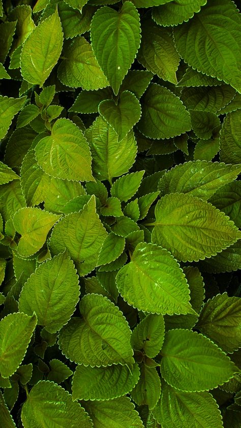 Leaves Green Aesthetic, Leaves Images Nature, Tree Leaves Photography, Green Leaves Aesthetic, Buddha Pics, Green Leaves Photography, Leaf Pictures, Kali Picture, Different Leaves