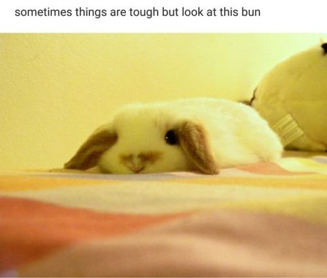 45 Feel Good Memes To Make Your Day - Feels Gallery Bunny Pictures, White Rabbit, Cute Little Animals, Animal Memes, Cute Funny Animals, Cute Bunny, Animals Friends, Beautiful Creatures