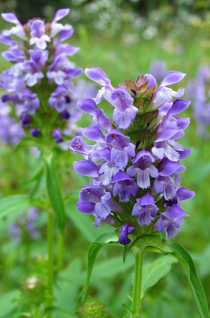 Prunella vulgaris [Selfheal] Mint Plant Uses, Hedgerow Plants, Arkansas Garden, Changbai Mountain, Prunella Vulgaris, British Wildflowers, Flower Fairies Books, Mint Plant, Healing Wounds