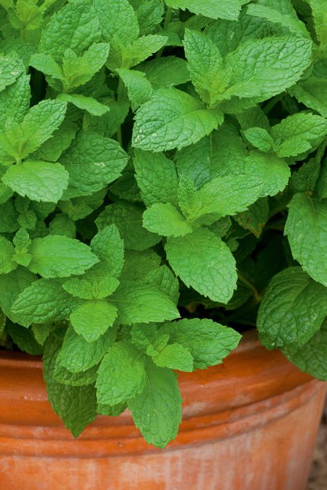 Mint In Pots, Growing Asparagus From Seed, How To Grow Mint, Rabbit Repellent, Grow Mint, Grow Lemongrass, Best Plants For Shade, Common Garden Plants, Easy Herbs To Grow