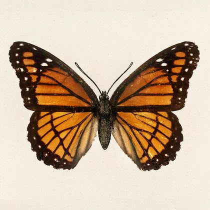 Public Domain Books, Creative Commons Images, Moths And Butterflies, Butterfly Poster, Natural Selection, Image Bank, Animal Illustrations, Vintage Poster Art, Free Graphics