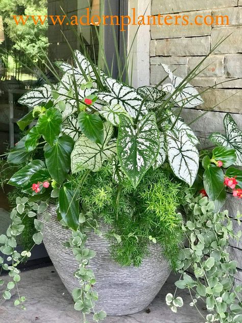 Created by Adorn of Oklahoma City and Kansas City. Be inspired with these sunny, warm temperature loving containers/planters. Pops of color and wonderful textures.#spillerfillerthriller#curbappeal#instantgratification#Adornokc#adornKC#caladium#ferns Caladiums In Containers, Caladium Planter Ideas, Summer Planters, Caladiums In Pots, Are Caladiums Perrenials, Caladium Container Ideas, Caladium And Fern Planter, Strawberry Star Caladium, Symphony Caladium