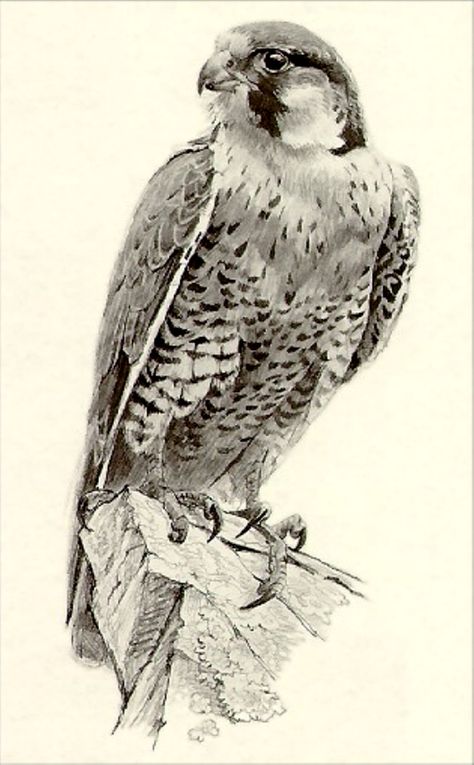 Falcon Sketch, Falcon Drawing, Robert Bateman, Falcon Art, Eagle Drawing, Petit Tattoo, Scratchboard Art, Bird Sketch, Animal Drawings Sketches