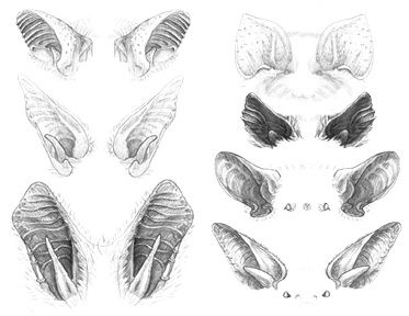 #bat #ears #illustration Bat Ears Reference, Vampire Ears Drawing, Bat Ears Diy, Bat Ears Drawing, Vampire Ears, Bat Tats, Ears Illustration, Bat Sketch, Draw A Bat