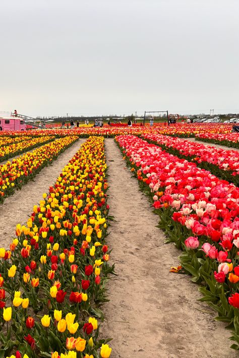 Vibrant rows of yellow, red, and pink tulips stretch across the Bollenstreek Red And Pink Tulips, Amsterdam Tulips, Nature Photographers, Fresh Tulips, Nice Flowers, Tulip Season, Planting Tulips, Festival Dates, Tulip Festival