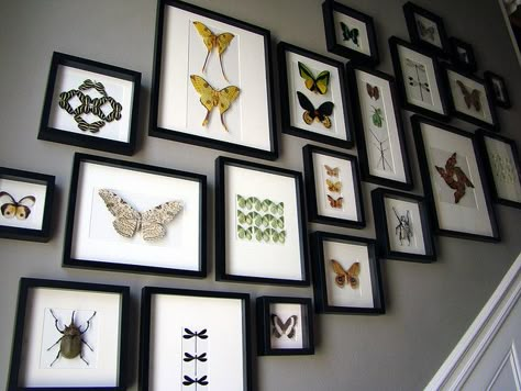 I love insects and I would love to have a collection like this to display. Framed Bugs Wall Art, Taxidermy Butterfly Wall, Butterfly Display Ideas, Butterfly Taxidermy Decor, Entomology Display, Framed Taxidermy, Entomology Decor, Insect Display, Naturalist Decor