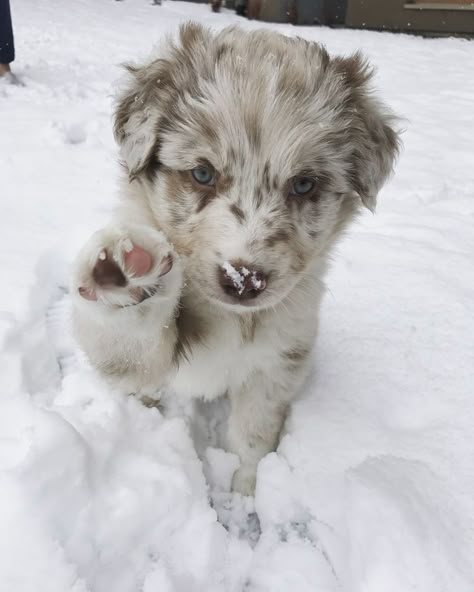 Australian Shepard Puppy Aesthetic, Red Merle Mini Aussie, Red Merle Australian Shepherd Puppy, Mini Australian Shepard, Mini Aussie Puppy, Red Merle Australian Shepherd, Big Dogs Breeds, Biggest Dog In The World, Mini Australian Shepherd