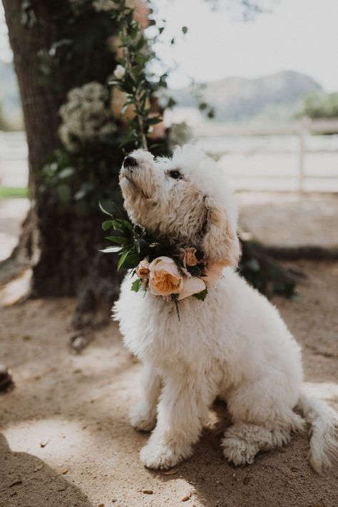 Flower Puppy Wedding, Pet Friendly Wedding, Puppy At Wedding, Dog Flowers Wedding, Dogs In Weddings Ideas, Dog Included In Wedding, Flower Dog Wedding, Wedding Dog Ideas, Wedding Puppy