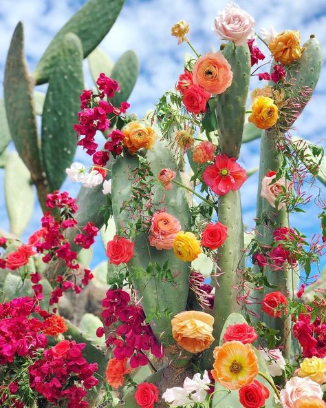 Quinn Tempest on Instagram: “There's really nothing like the desert in spring. And @layeredvintage captured the magic of the season in this PERFECT image 🌸🌵I want to…” Create Cultivate, نباتات منزلية, Desert Flowers, Cactus Flowers, Cactus Plant, Cactus Y Suculentas, Cactus Flower, Cactus And Succulents, Arte Floral