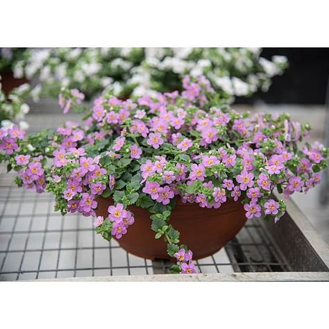 Bacopa Plant, Fuchsia Plant, Bean Seeds, Flower Plants, Tall Plants, Home Flowers, Bedding Plants, Planting Bulbs, Wall Planter