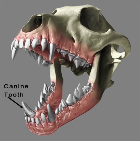 Bite Me (and Don’t Let Go) Dog Laughing, Mouth Anatomy, Teeth Drawing, Canine Tooth, Teeth Art, Dental Anatomy, Dog Anatomy, Curiosity Killed The Cat, Animal Teeth