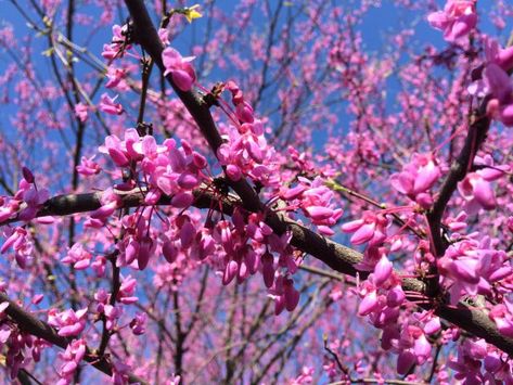 Yummy Cauliflorous Inflorescence - Lewis Ginter Botanical Garden Lewis Ginter Botanical Garden, Eastern Redbud, Beautiful Salad, Beautiful Fruits, Text On Photo, Kitchen Garden, Seed Pods, Botanical Gardens, Green