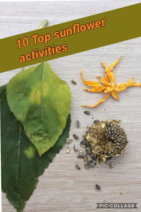 Sunflower Activities For Preschool, Katie And The Sunflowers Activities, Sunflower Activities For Kids, Sunflower Lesson Plan Preschool, Sunflower Activity For Kids, Sunflower Science Preschool, Sunflower Activity, Sunflower Science, Sunflower Activities