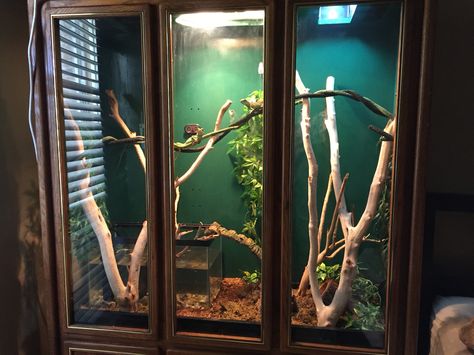 Custom terrarium made from a china Cabinet China Cabinet Terrarium, Live Plant Reptile Terrarium, China Cabinet Reptile Enclosure, Reptile And Plant Room, Aesthetic Terrarium Reptile, Chameleon Cage, Emperor Scorpion Terrarium, Reptile Cage, Vivarium