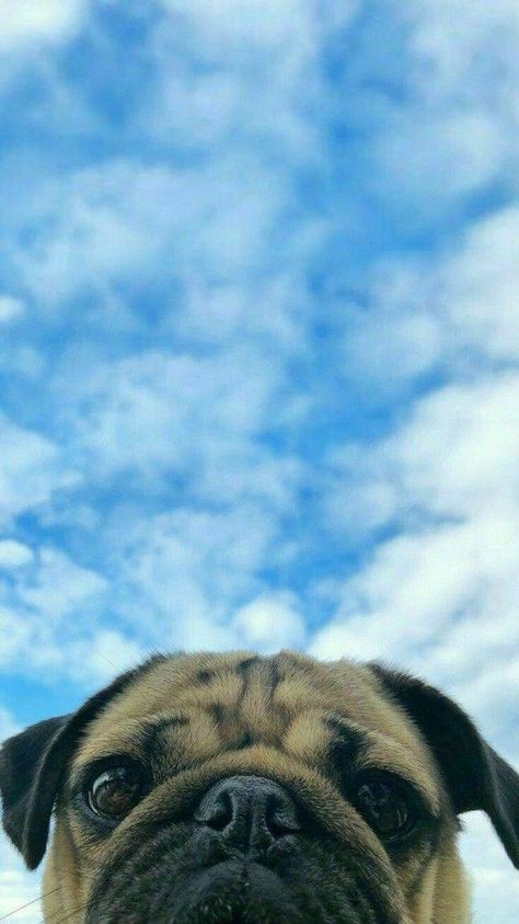 Cute Pugs Wallpapers, Wallpaper Pug, Mop Dog, Pug Wallpaper, Anjing Pug, Pug Photos, Cute Pug Puppies, Puppy Wallpaper, Baby Pugs