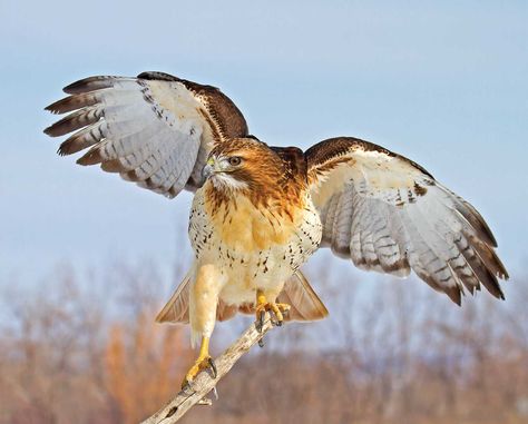 red tailed hawk-ninja Types Of Hawks, Hawk Species, Raptors Bird, Hawk Bird, Red Tailed Hawk, All Birds, Pet Safe, Birds Of Prey, Bird Feathers