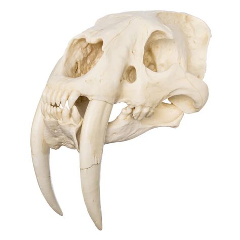 Smilodon Skull, Sabertooth Skull, Child Skeleton, Skull Model, Real Skull, Skeleton Model, Nasal Cavity, Animal Skeletons, La Brea