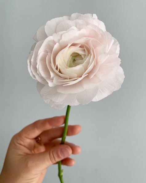 Blush Pink Ranunculus, Ranaculus Flowers, Flower Mood Board, White Ranunculus Bouquet, Blush Tulips, Clooney Ranunculus, Blush Ranunculus, Ranunculus Wedding Bouquet, Fluffy Flowers