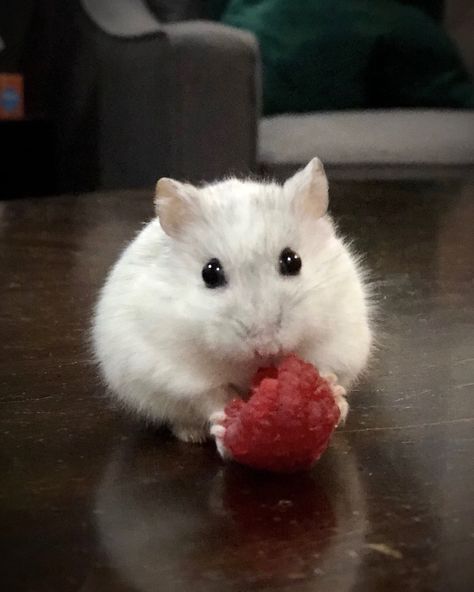 Meet Quartz, a white Djungarian dwarf hamster! Ain’t she the cutest? Instagram: @quartzthehamster Hamster Pics, Hamsters As Pets, Hamster Food, Hamster Care, Baby Hamster, Funny Hamsters, Cute Rats, Cute Hamsters, Silly Animals