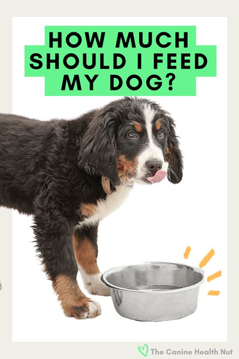 Calculating how much to feed my dog. How Much To Feed Your Dog, Best Human Food For Dogs, How Much Homemade Food To Feed My Dog, Dog Feeding Chart, Nutrition Basics, Food Portion Sizes, Foods Dogs Can Eat, Cook Dog Food, Diy Dog Food