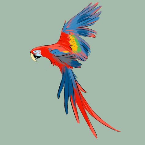 Charlotte Belland on Instagram: “Incoming rainbow! 🌈✨ #scarletmacaw #macawdrawing #quicksketch” Parrot Wings Drawing, Scarlet Macaw Drawing, Macaw Illustration, Macaw Drawing, Harlequin Macaw, Rainbow Macaw, Cute Bird Drawing, Rainbow Parrot, Macaw Art