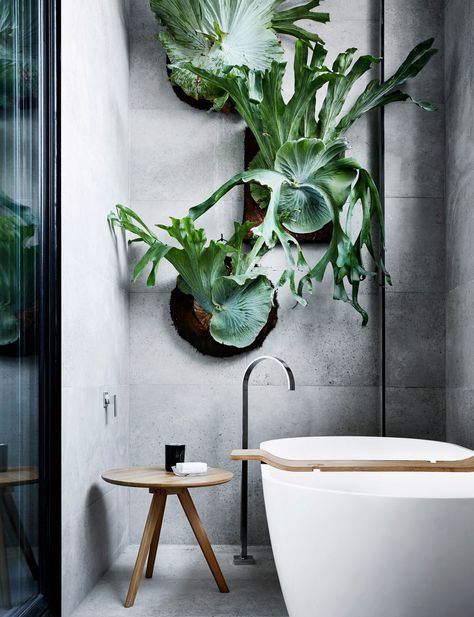 Indoor Plants Bathroom, Living Wall Indoor, Living Wall Planter, Plant Hanging, Staghorn Fern, Bad Inspiration, Bathroom Plants, 아파트 인테리어, House Plants Indoor